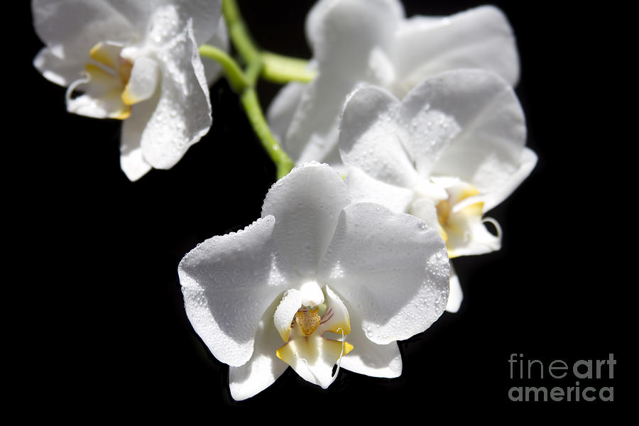 White Orchids - phalaenopsis - Messengers of Light Photograph by Sharon Mau