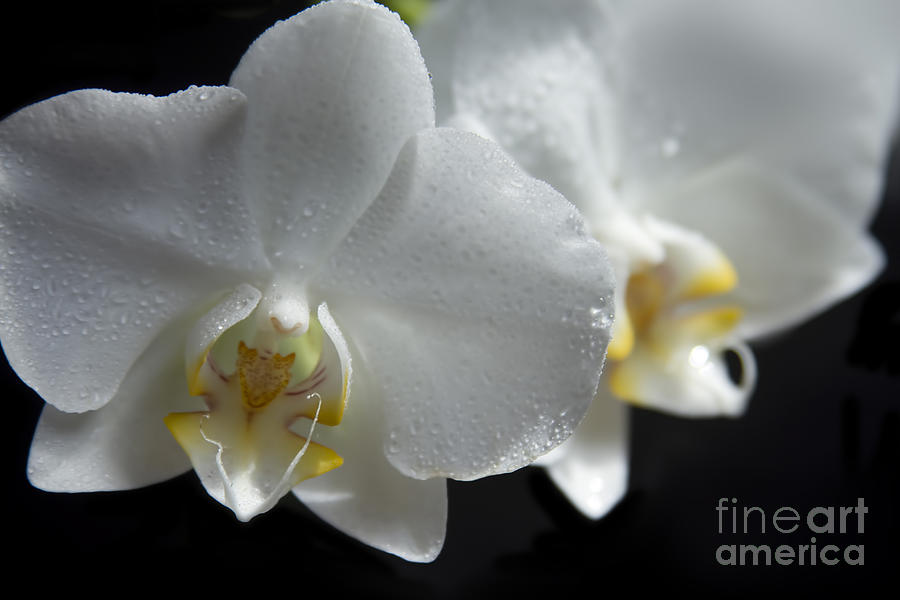 White Orchids - Phalaenopsis Orchid Flowers on Black Photograph by Sharon Mau
