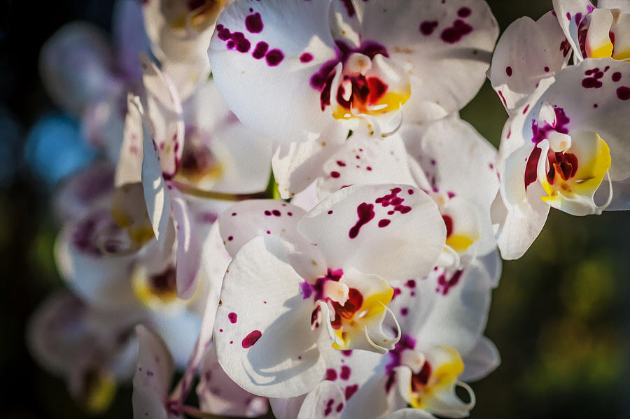 White Orchids Phalaenopsis Painted   Photograph by Rich Franco