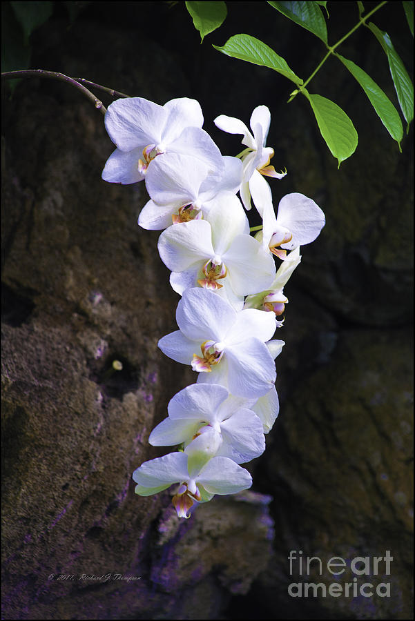 White Orchids Photograph by Richard J Thompson 