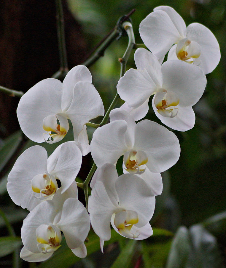 White Orchids Photograph by Sandy Keeton
