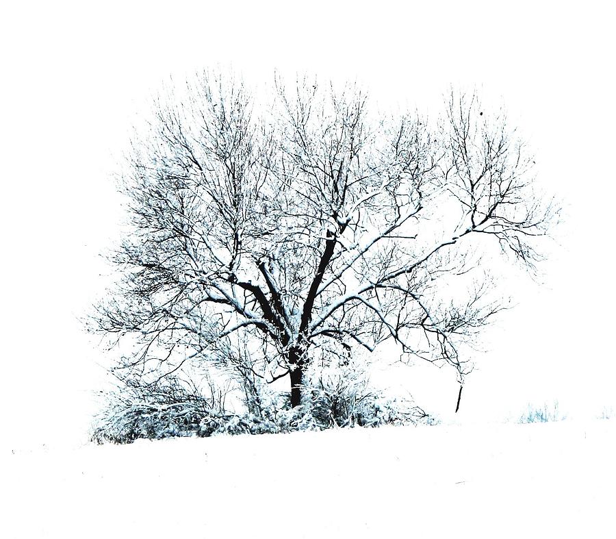 Tree Photograph - White Out by Angela Davies