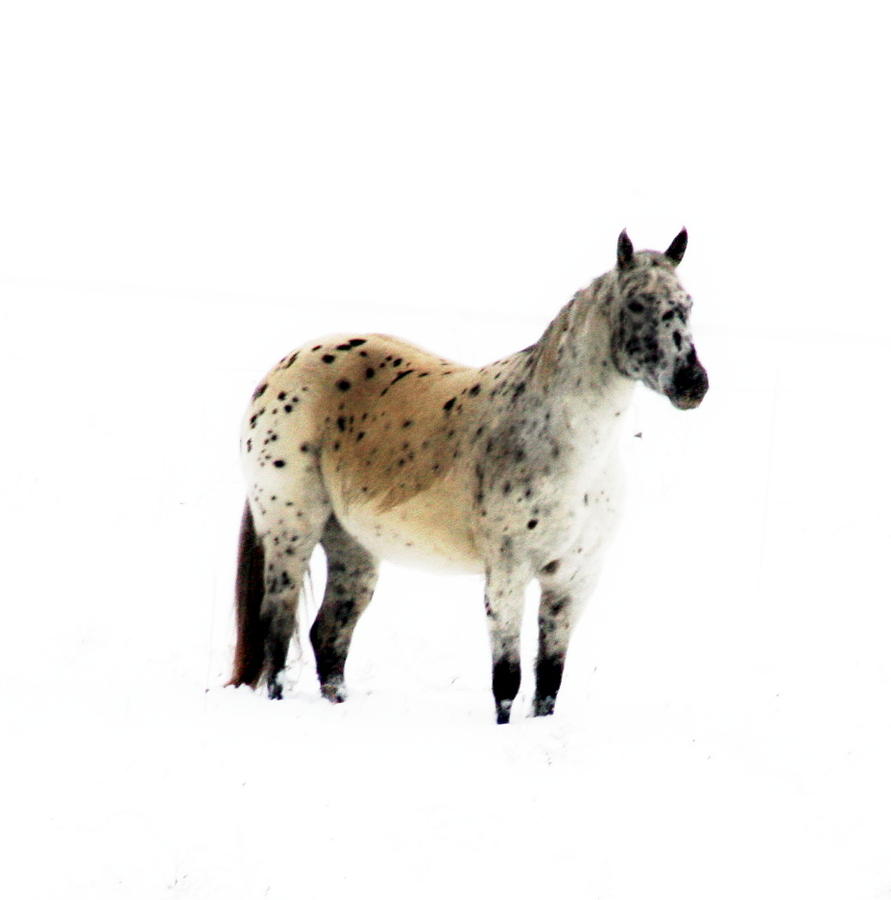 Horse Photograph - White Out by Ann Butler