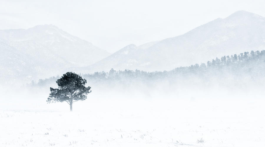White Out Photograph by Paul Berger