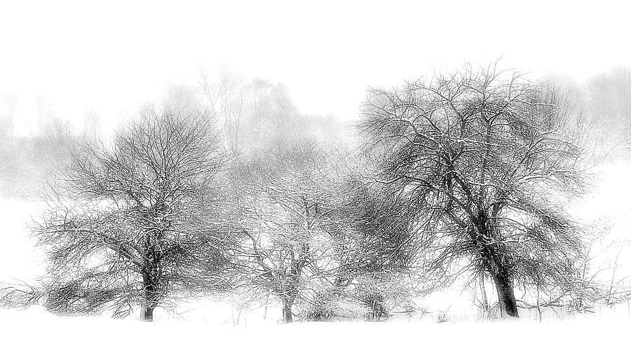 White Out Photograph by Vickie Szumigala