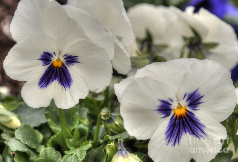 White Pansies Photograph by Deborah Smolinske - Fine Art America