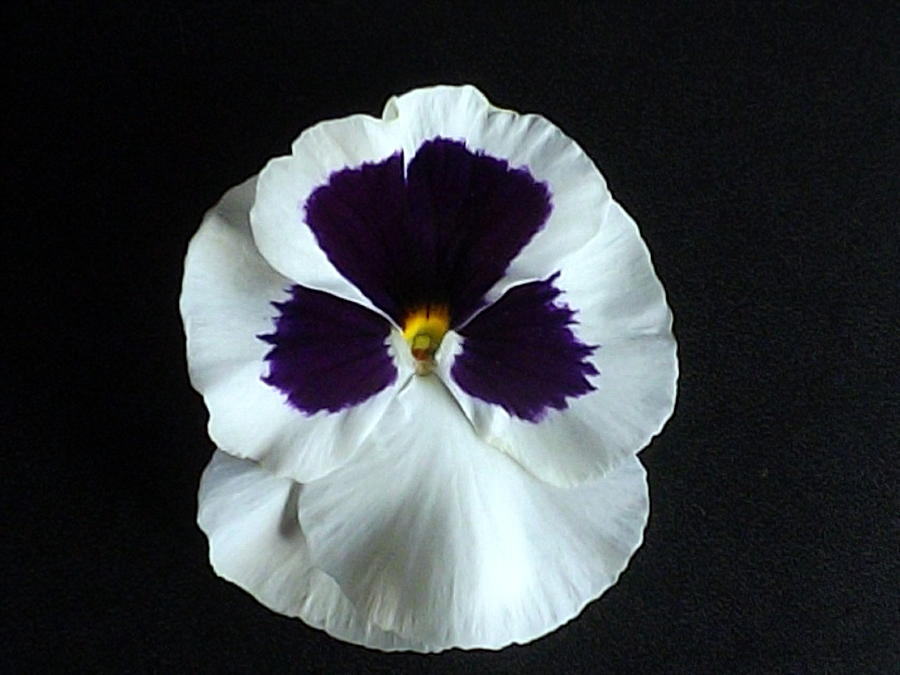 White Pansy black background Photograph by Bill Lighterness - Fine Art ...