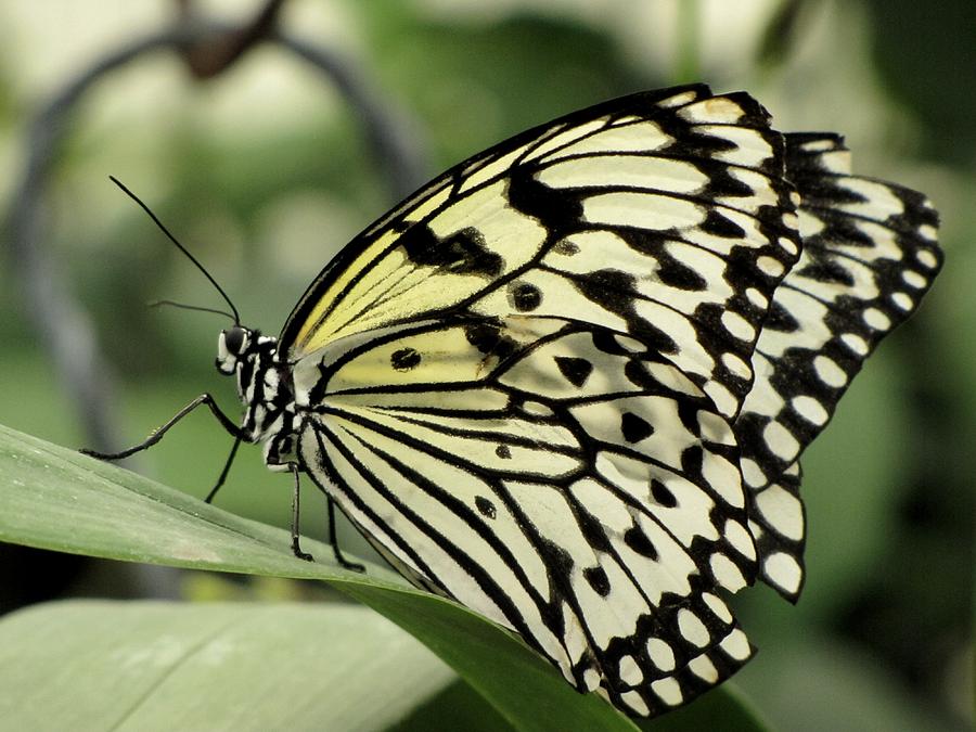 White Paper Kite Butterfly Photograph by Tam Ryan