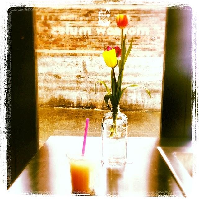 White Peach Ginger Beer + Tulip Season Photograph by Shana Ray