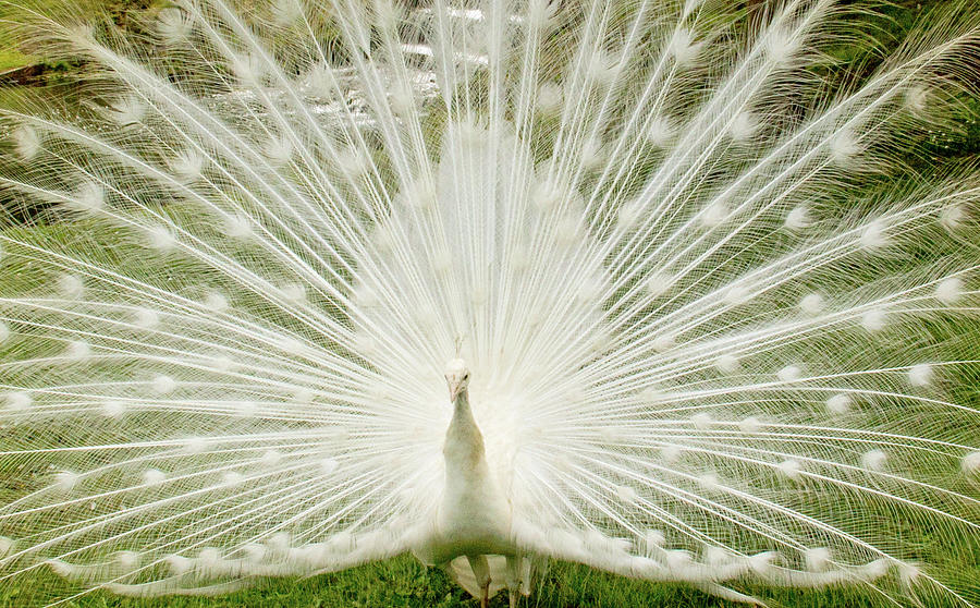 White Peacock Photograph by Brenda Masters