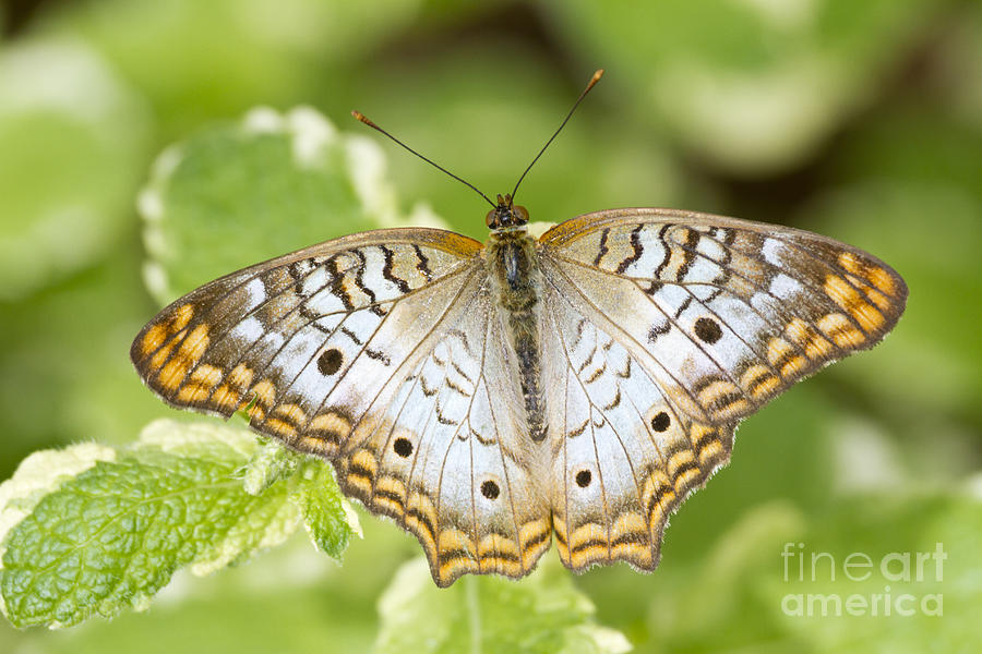 White Peacock Butterfly  Photograph by Bryan Keil