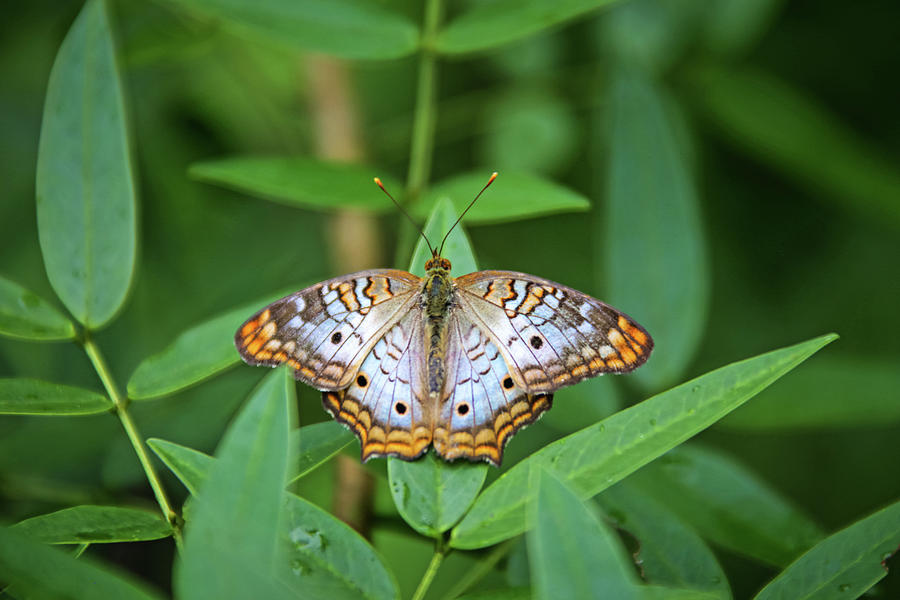 White Peacock Butterfly Photograph by Daniela Duncan