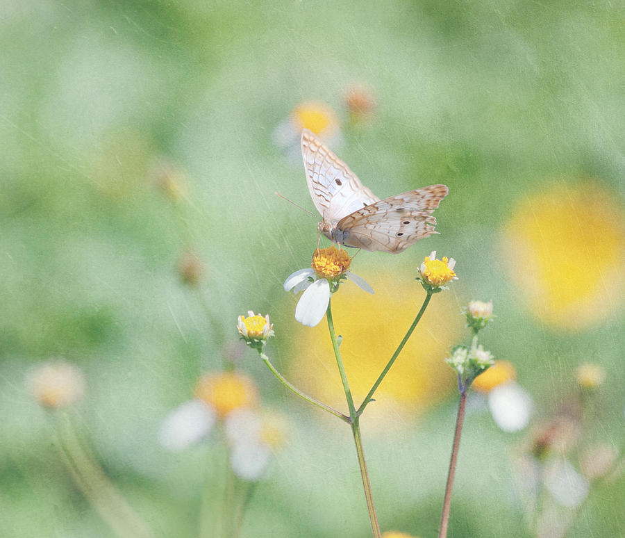 White Peacock Butterfly Photograph by Kim Hojnacki