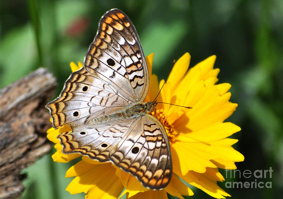 White Peacock Butterfly On A Yellow Flower Photograph by Kathy Baccari
