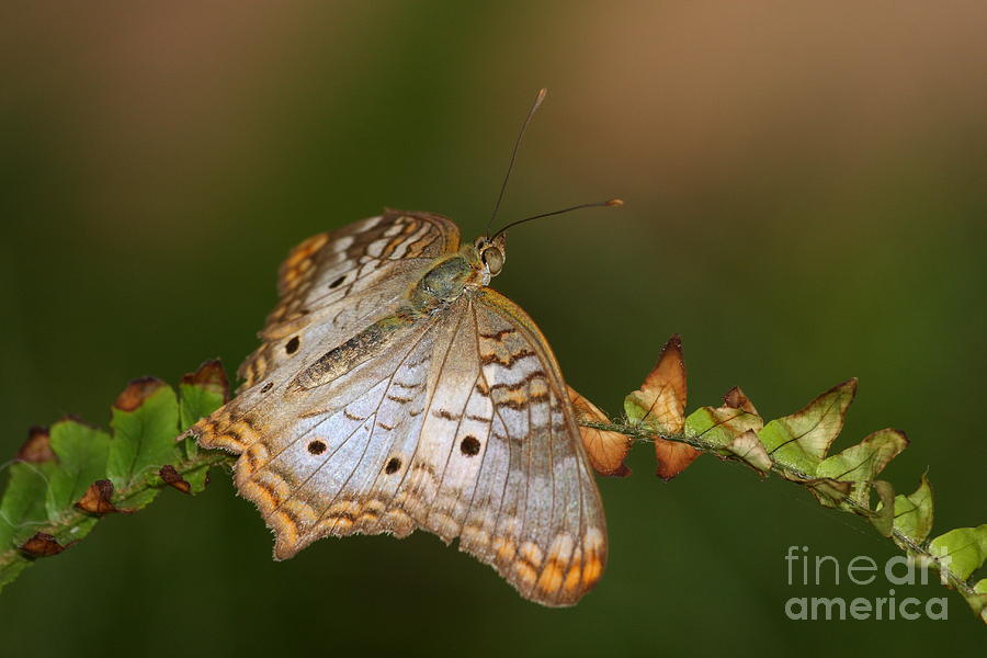 Butterfly Photograph - White Peacock Butterfly by Ruth Jolly