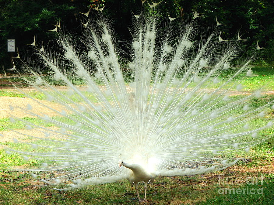 White Peacock  Photograph by Cynthia  Clark