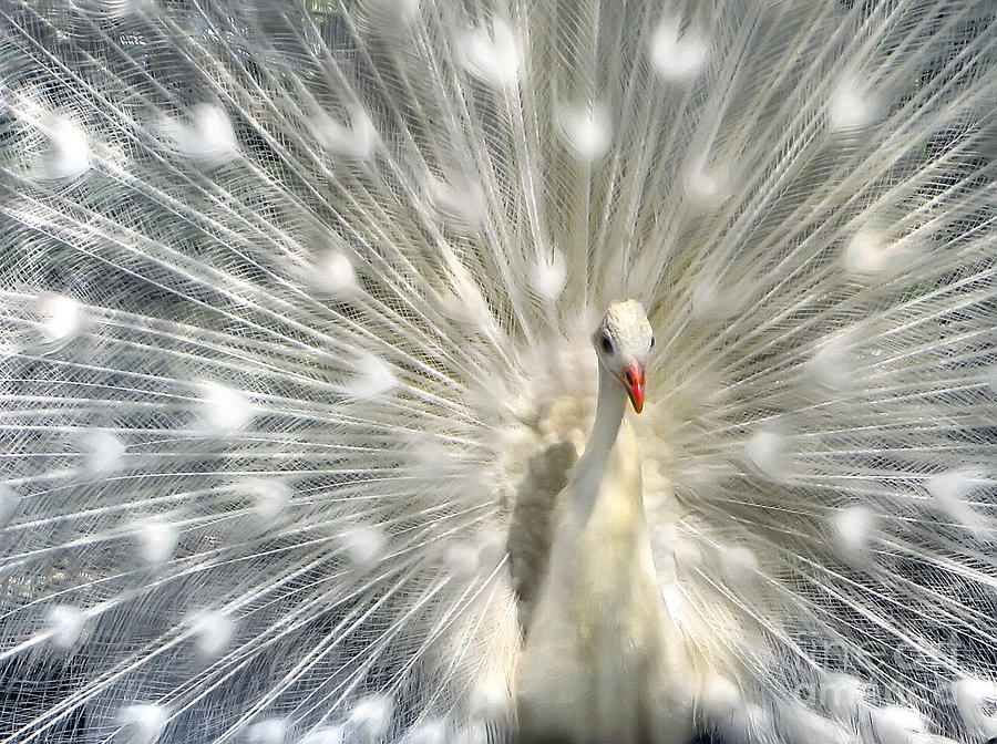 White Peacock  Photograph by Daliana Pacuraru