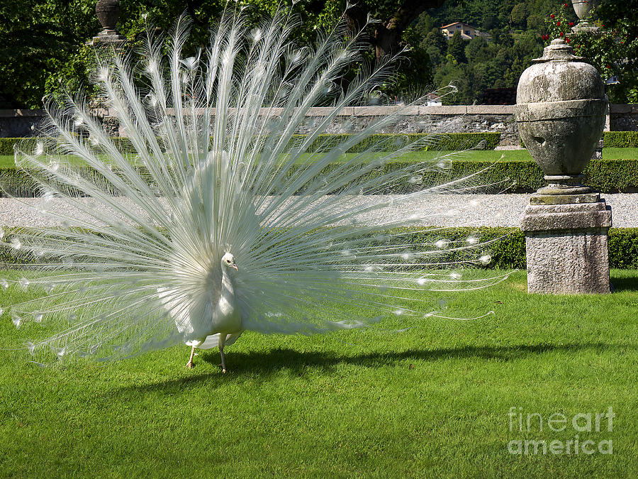 White peacock display Photograph by Brenda Kean