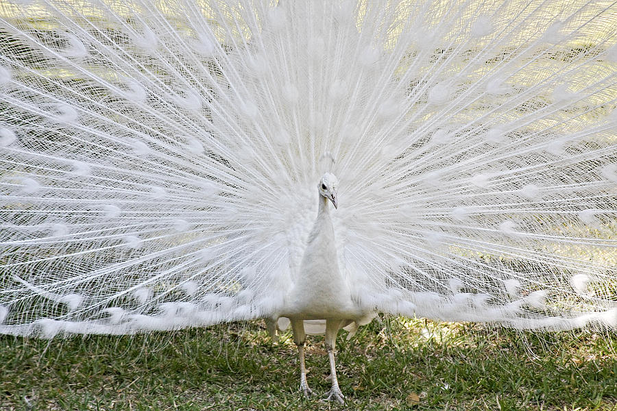 Peacock Photograph - White Peacock - Fountain of Youth by Alexandra Till