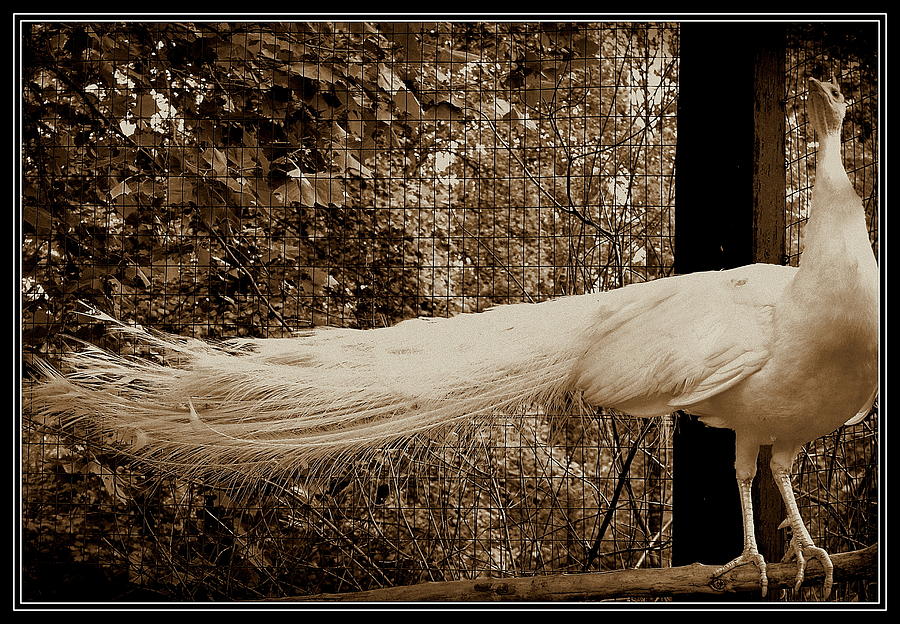 White Peacock in Sepia Photograph by Kathy Barney