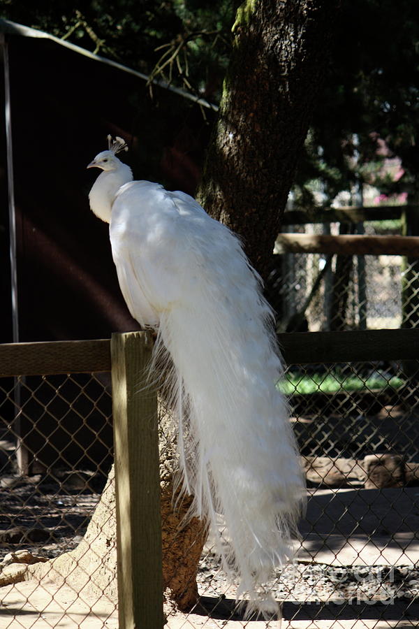 White Peacock Photograph by Lisa Billingsley