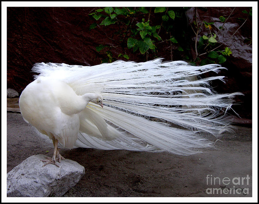 White Peacock Photograph by Mariarosa Rockefeller