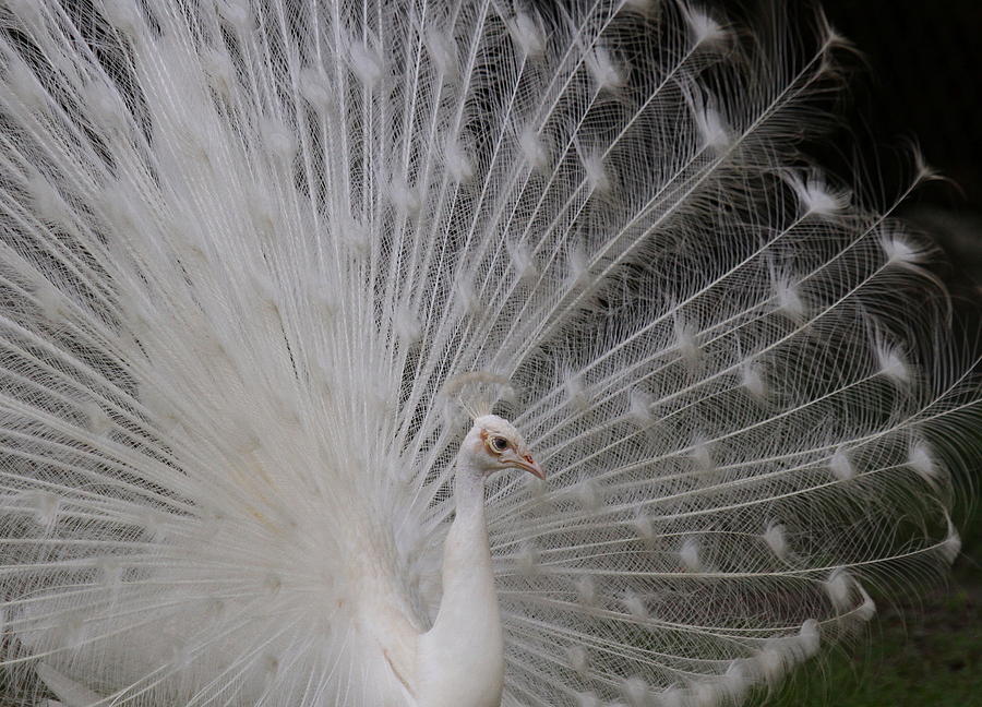 White Peacock Photograph by Myrna Bradshaw - Fine Art America