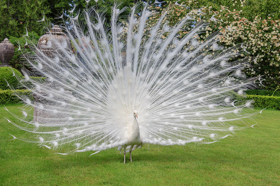 White Peacock Palazzo Italian Garden Photograph by Tom Norring - Fine ...