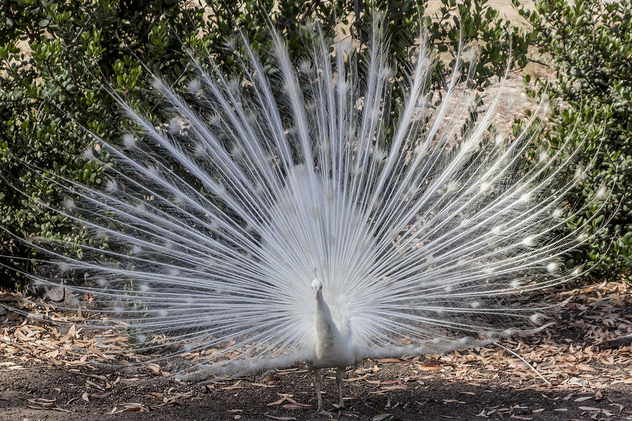 White Peacock Digital Art by Photographic Art by Russel Ray Photos