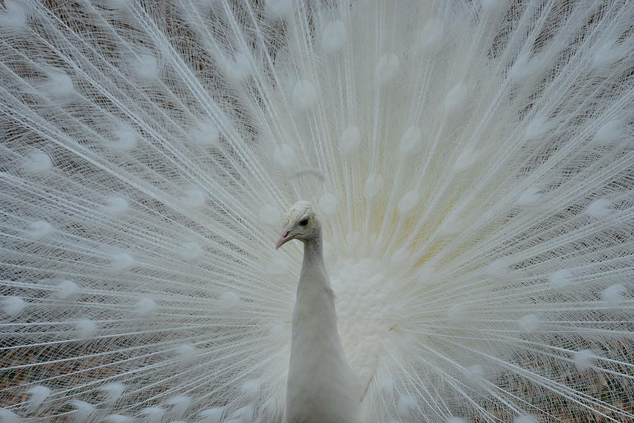 White Peacock Photograph by T C Brown - Fine Art America