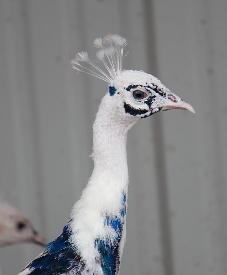 White Peacock Photograph by Trent Mallett