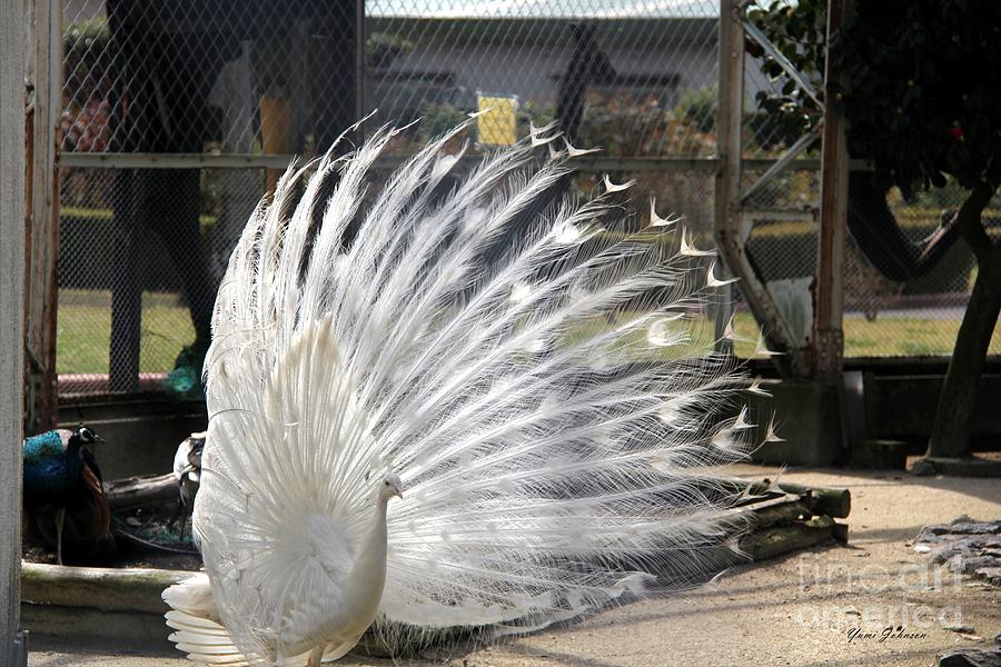 White Peacock  Photograph by Yumi Johnson