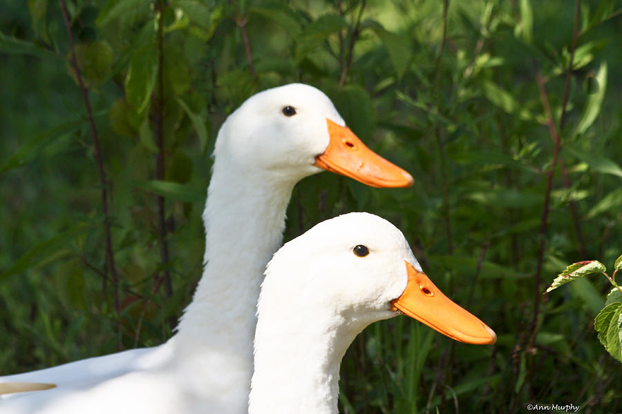 White Pekin Ducks Photograph - White Pekin Ducks by Ann Murphy