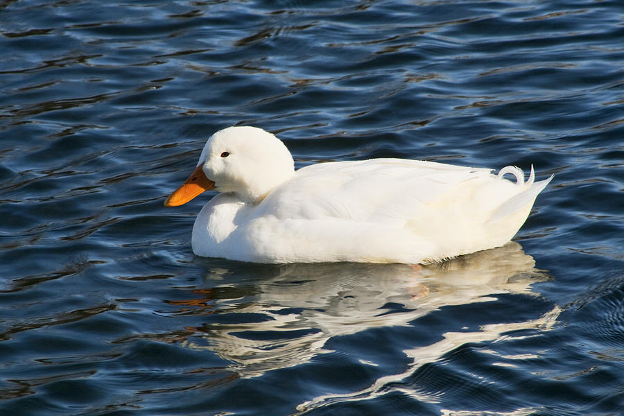 White Pekin Duck in Blue Water Photograph by Kathy Clark