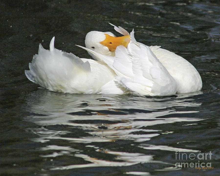 White Pekin Duck Preening Feathers Photograph by Kenny Bosak
