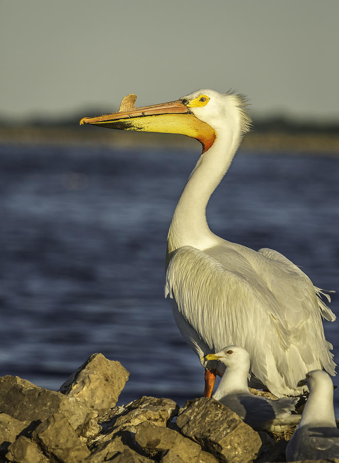 White Pelican and Pals Photograph by Thomas Young