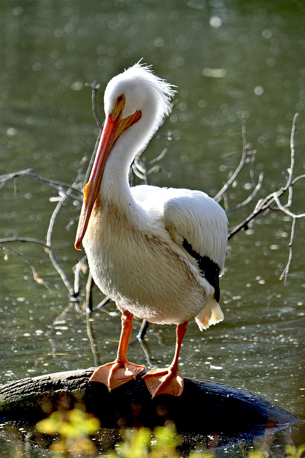 Pelican Photograph - White Pelican At The Ponds Edge by Her Arts Desire