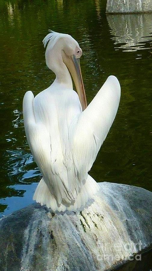 White Pelican Back Photograph by Susan Garren