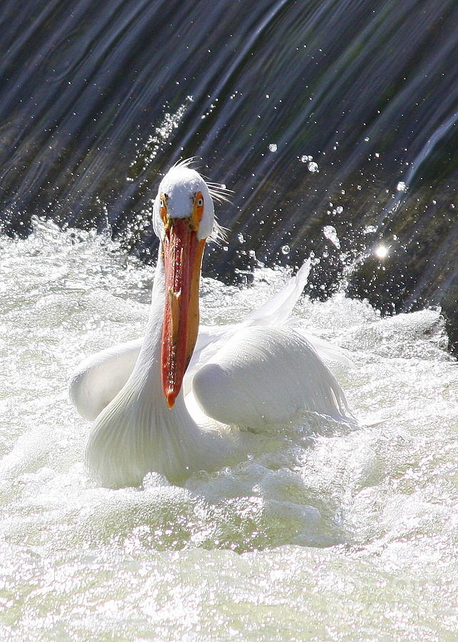 White Pelican Beauty Photograph by Carol Groenen