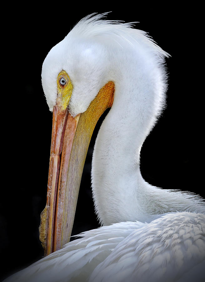 White Pelican Photograph by Carol Eade