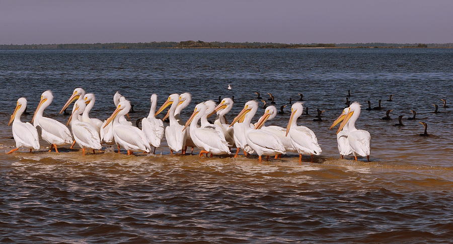 White Pelican Crowed 1 Photograph by Sheri McLeroy