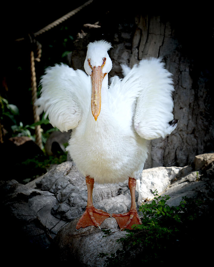 Pelican Photograph - White Pelican Dancing The Funky Chicken by Her Arts Desire