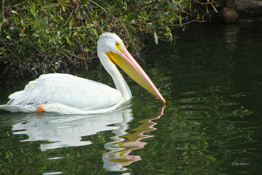 White Pelican Photograph by Diana Haronis