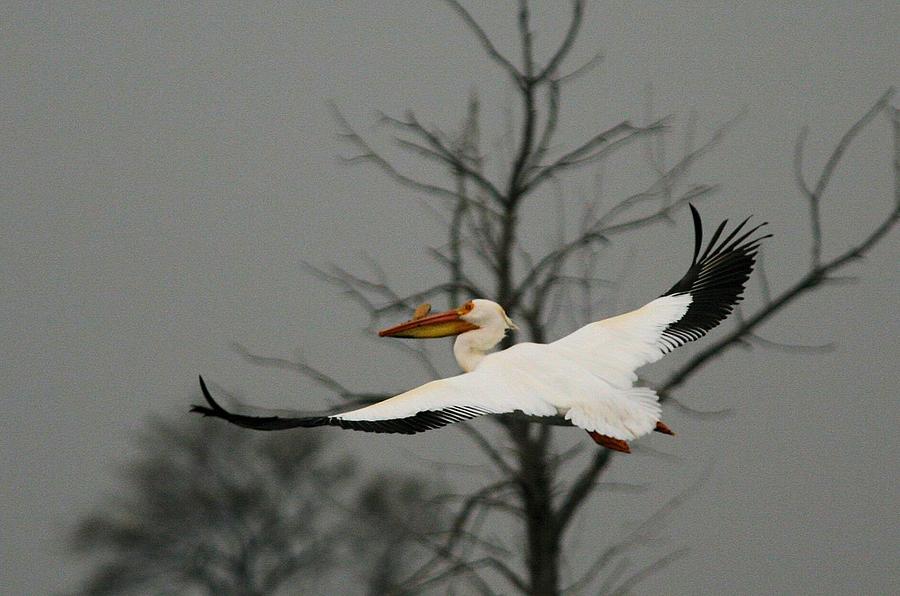 White Pelican Flight Photograph by John Dart