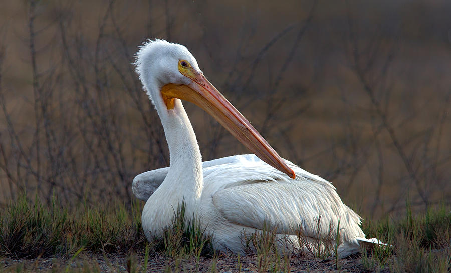 Pelican Photograph - White Pelican by Floyd Hopper