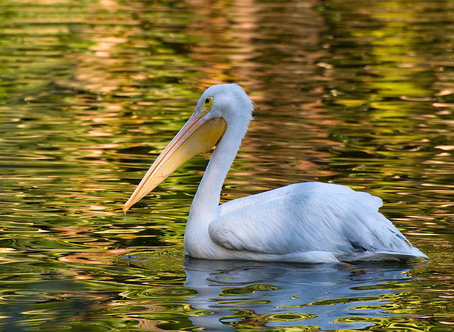White Pelican Photograph by Ginger Wakem