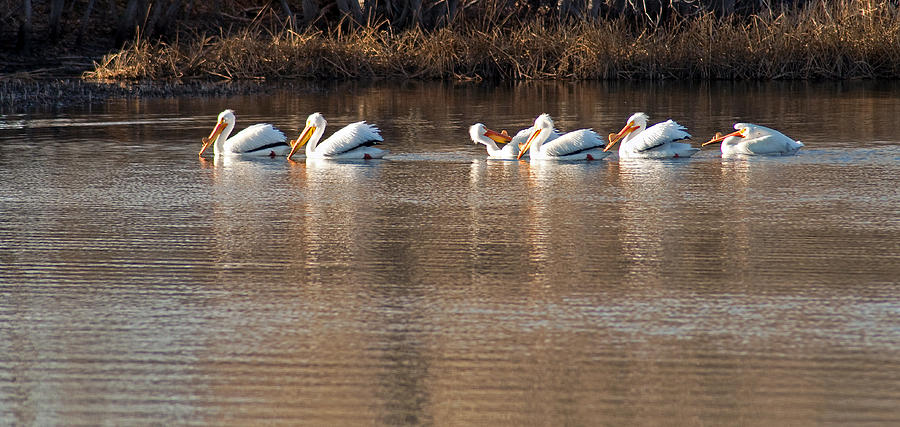 White Pelican Grooming Photograph by Eric Rundle
