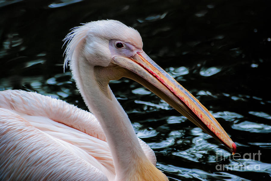 White Pelican Photograph by Hannes Cmarits
