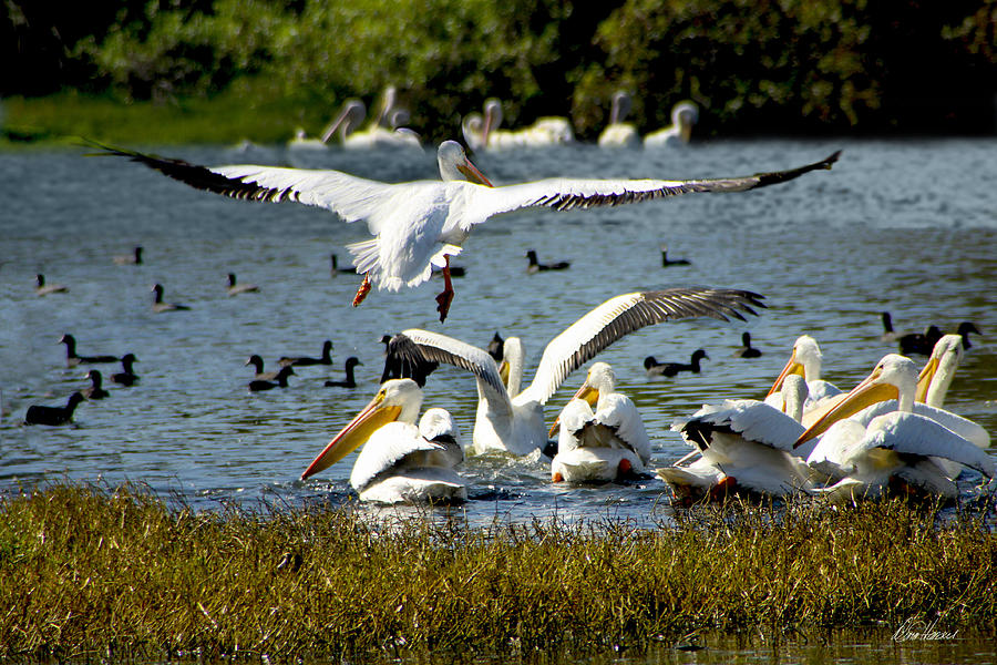 White Pelican in Flight Photograph by Diana Haronis