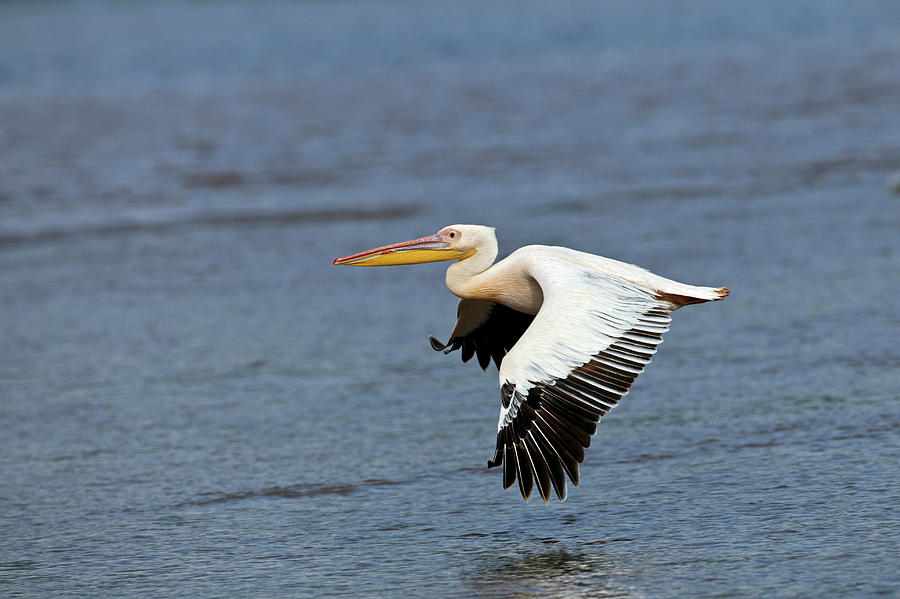 White Pelican In Flight, Lake Nakuru Photograph by Adam Jones | Fine ...